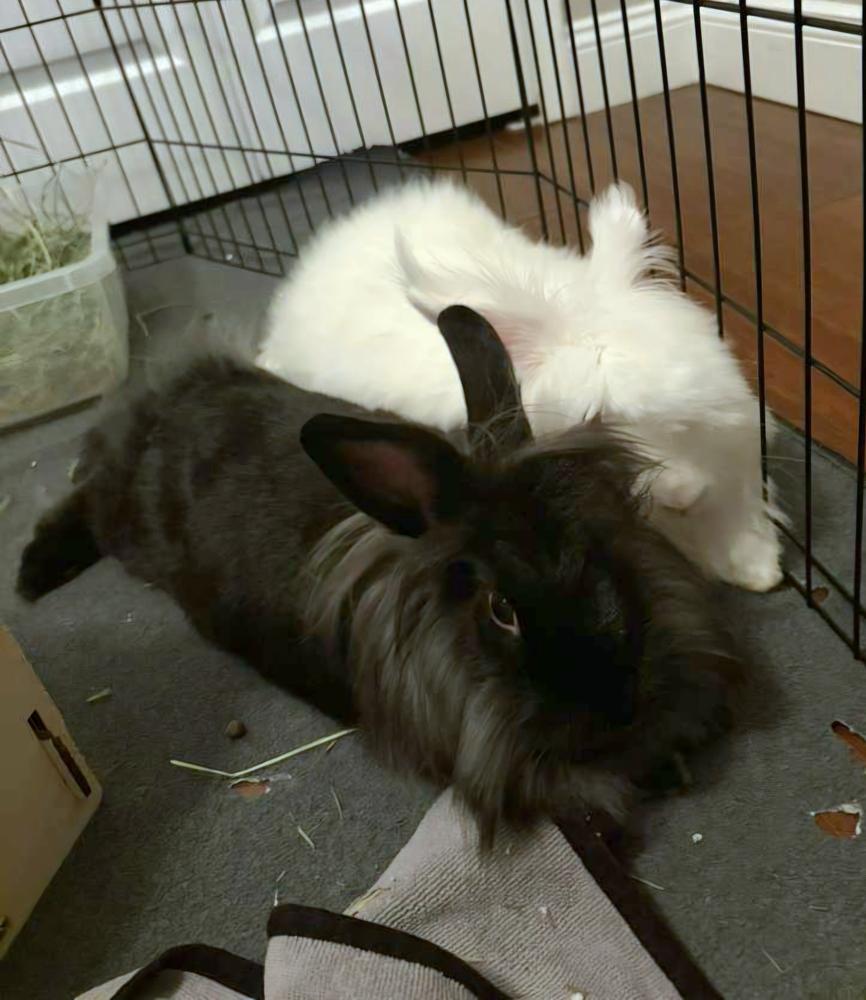 BeBe and Jetta, a Adoptable mixed breed in Melbourne, FL image 3/6