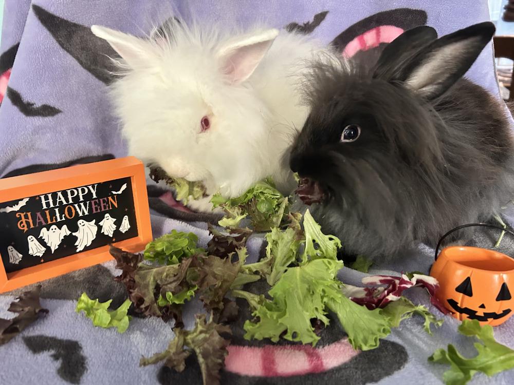 Enlarge BeBe and Jetta, a Adoptable mixed breed in Melbourne, FL image 5/6