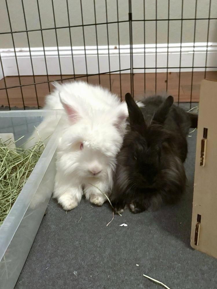 BeBe and Jetta, a Adoptable mixed breed in Melbourne, FL image 5/6