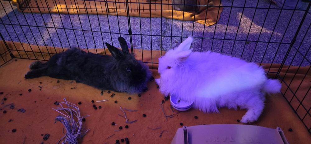 Enlarge BeBe and Jetta, a Adoptable mixed breed in Melbourne, FL image 6/6