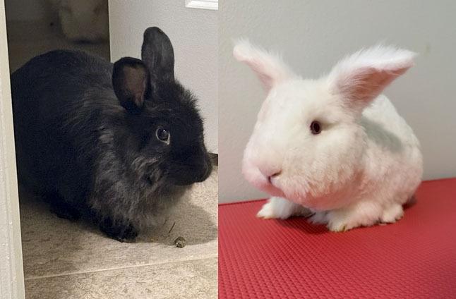 BeBe and Jetta, a Adoptable mixed breed in Melbourne, FL image 6/6