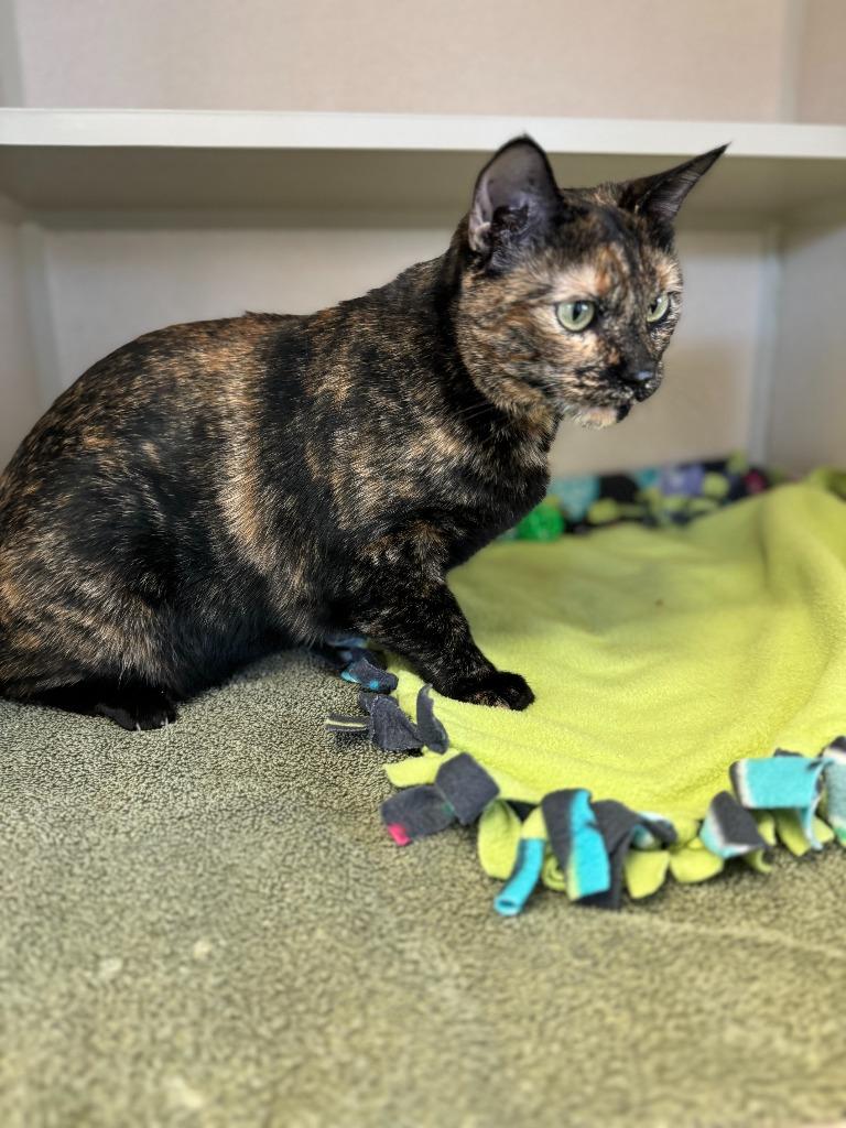 Enlarge Kiki, a Adopted mixed breed in Chino Valley, AZ image 1/5