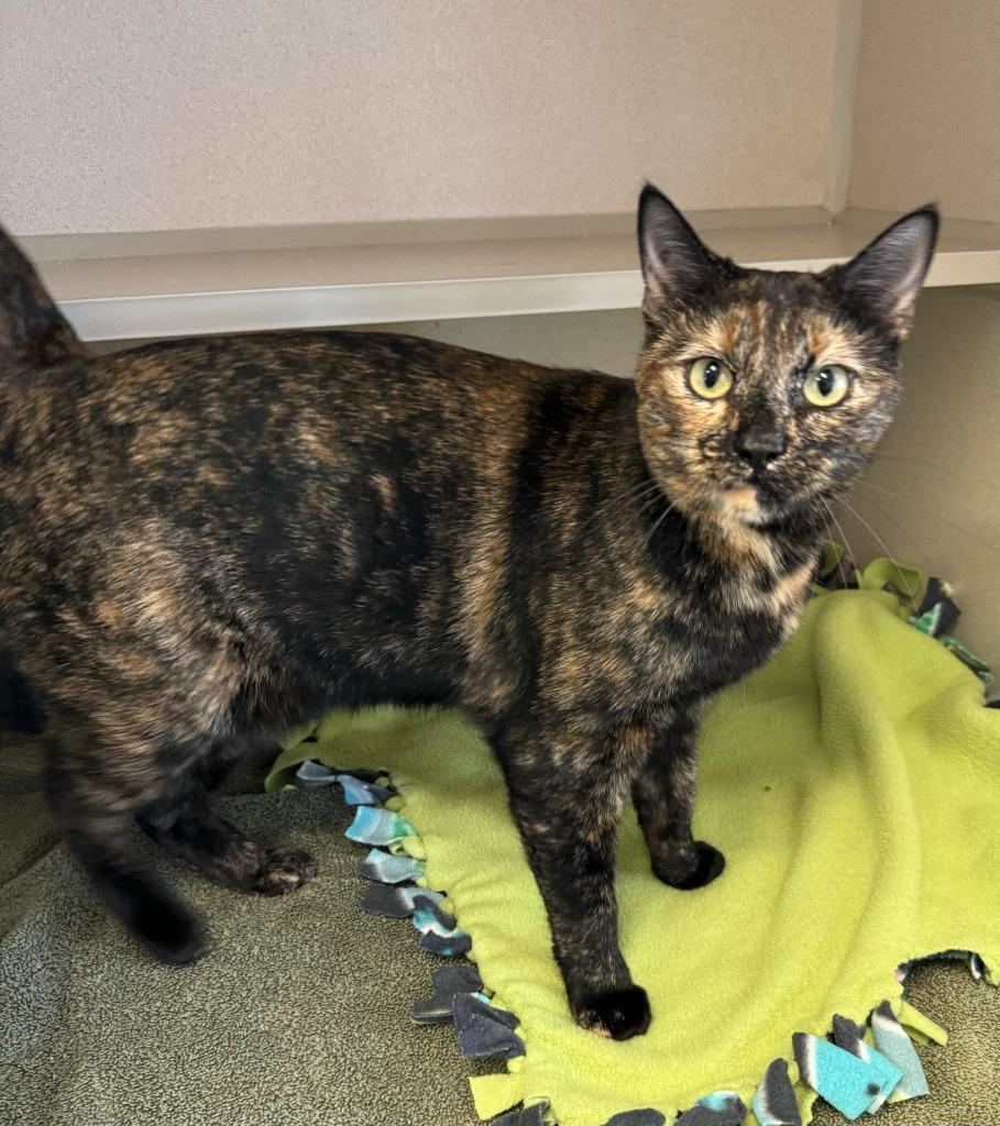 Enlarge Kiki, a Adopted mixed breed in Chino Valley, AZ image 2/5