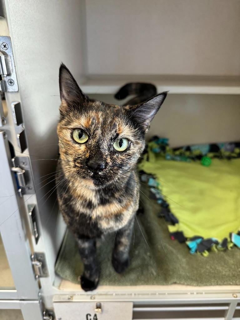 Enlarge Kiki, a Adopted mixed breed in Chino Valley, AZ image 3/5
