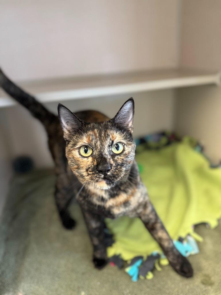 Enlarge Kiki, a Adopted mixed breed in Chino Valley, AZ image 4/5