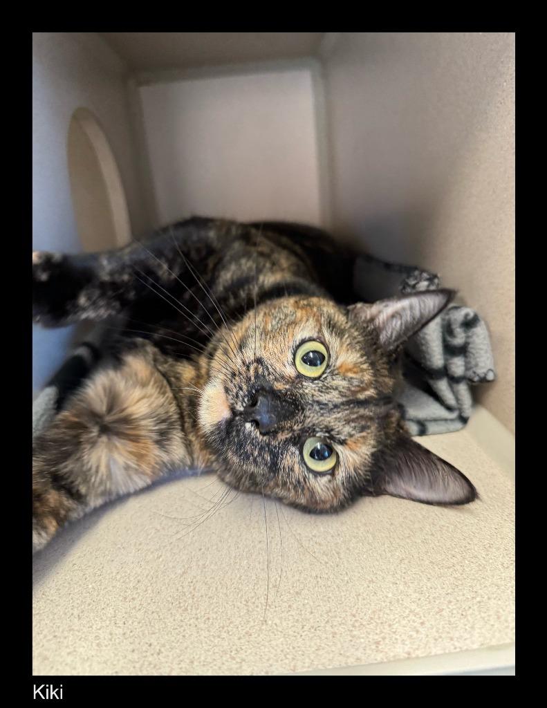 Enlarge Kiki, a Adopted mixed breed in Chino Valley, AZ image 5/5