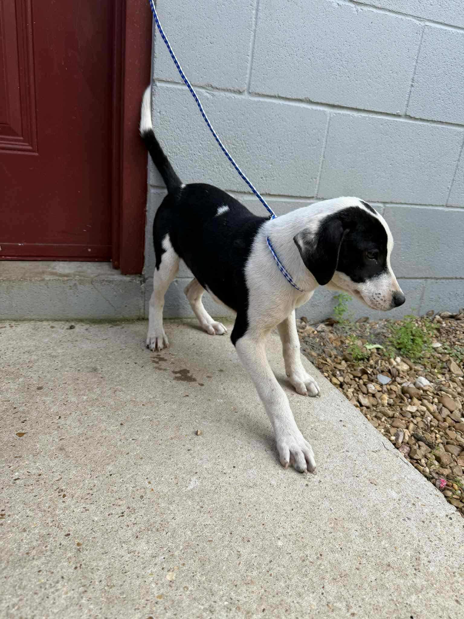 Enlarge Gracie, a Adoptable mixed breed in Eatontown, NJ image 2/6