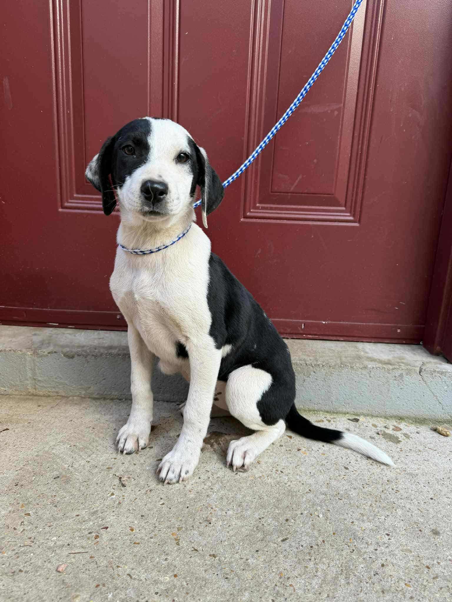 Enlarge Gracie, a Adoptable mixed breed in Eatontown, NJ image 3/6