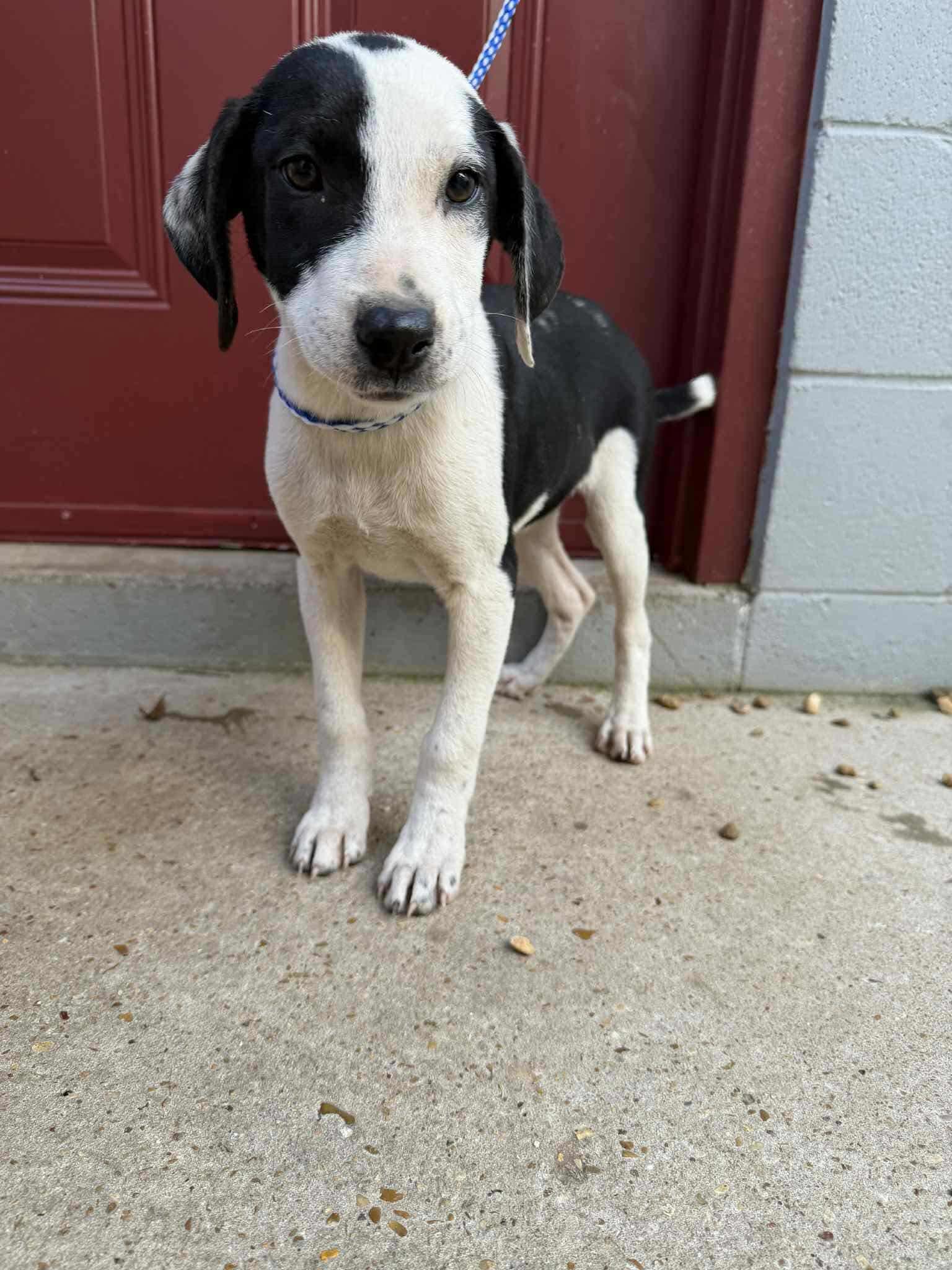 Enlarge Gracie, a Adoptable mixed breed in Eatontown, NJ image 4/6