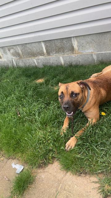 Willow, Adoptable, Young Female Shepherd & Mixed Breed.
