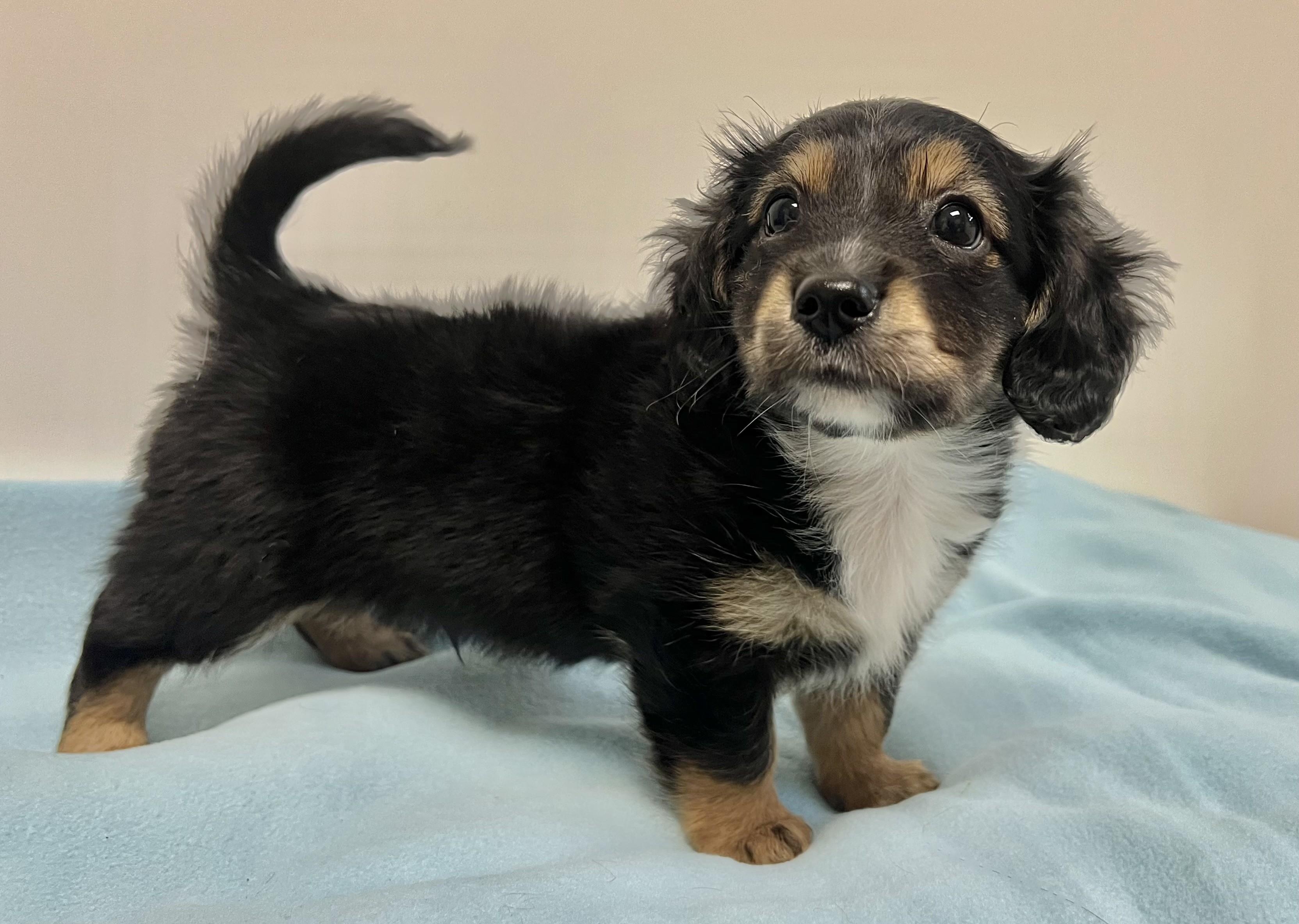 Enlarge ROWAN, an adopted mixed breed in Belmont, NY image 5/5