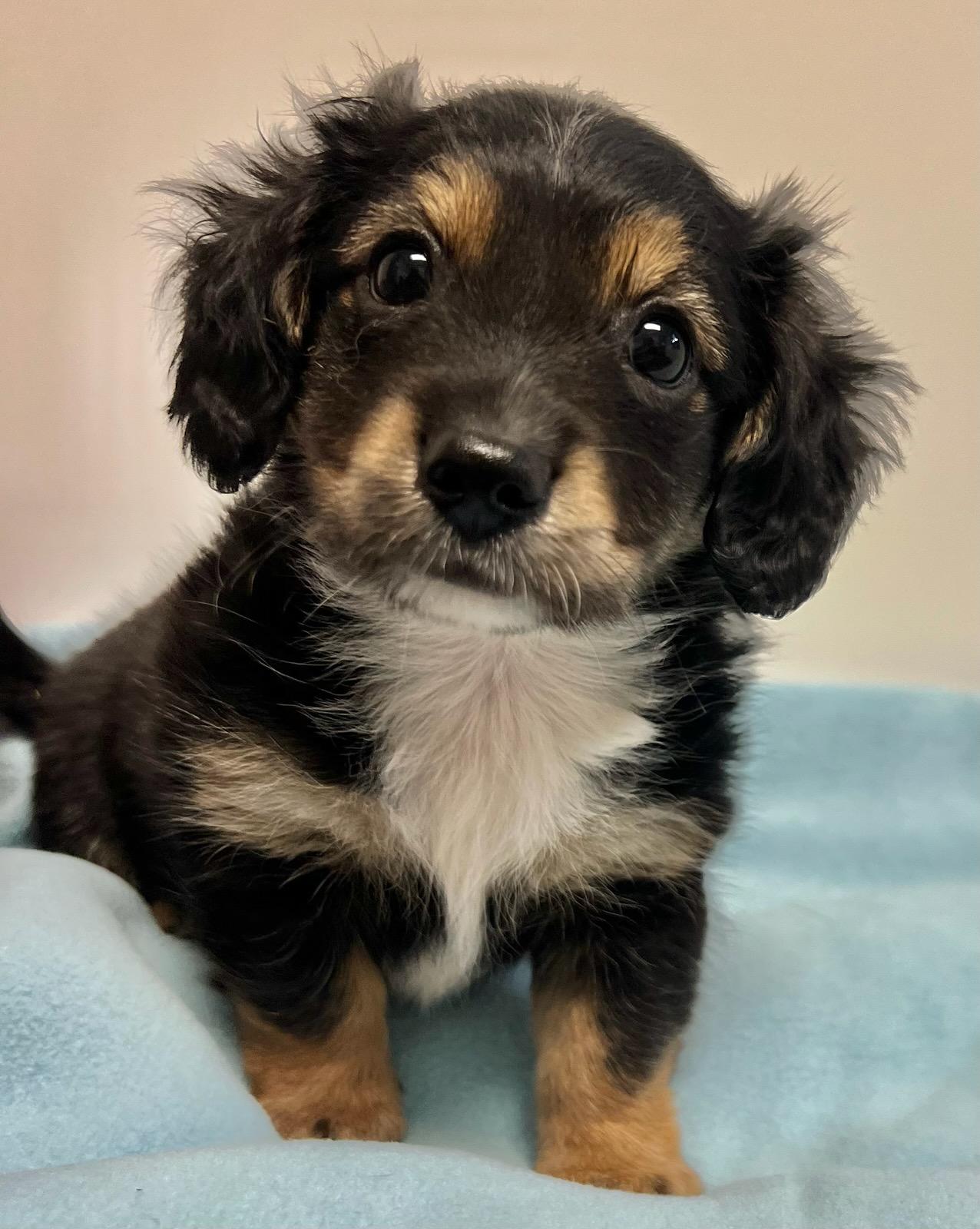 Enlarge ROWAN, an adopted mixed breed in Belmont, NY image 2/5