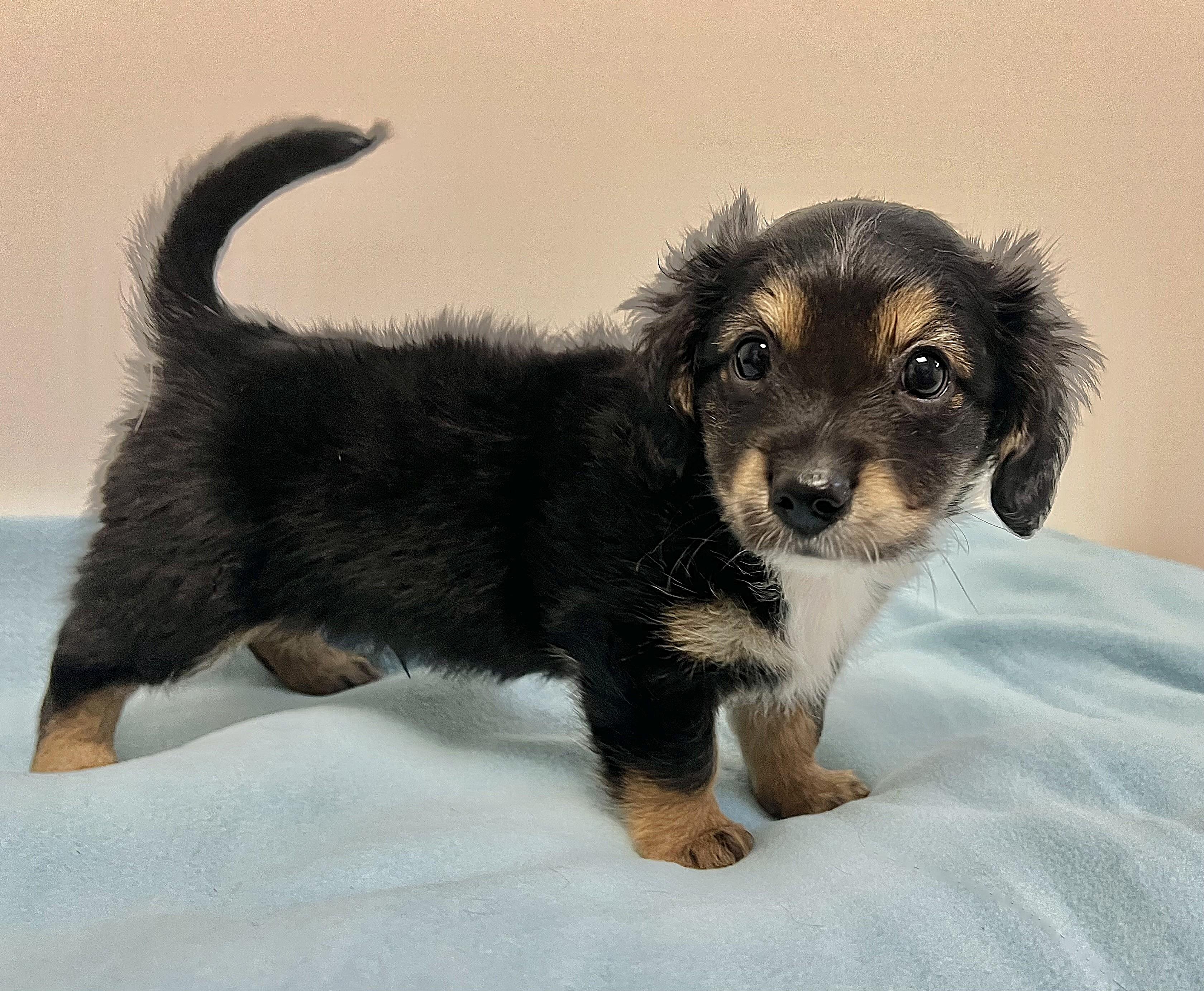 Enlarge ROWAN, an adopted mixed breed in Belmont, NY image 3/5