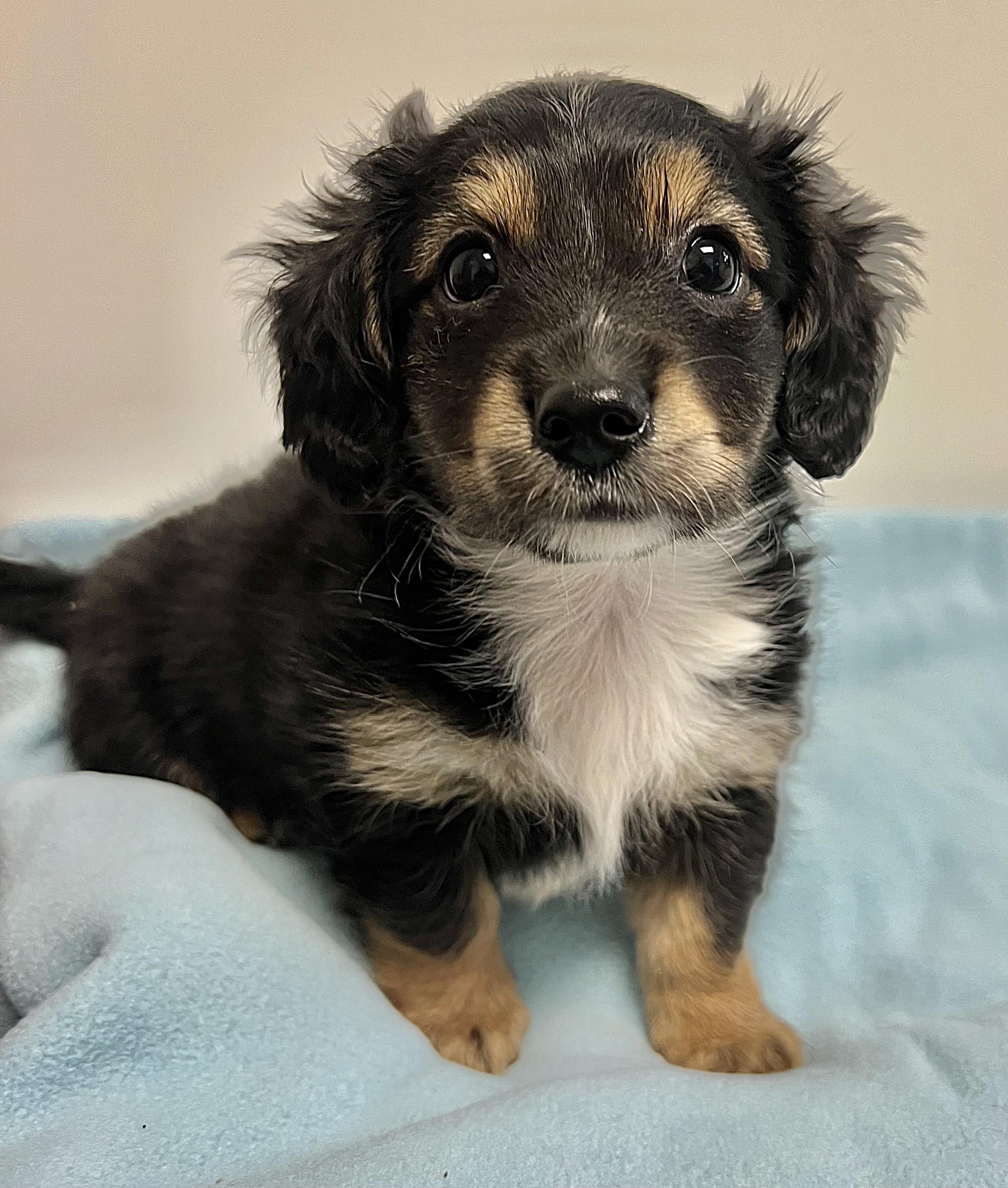 ROWAN, adopted, Puppy Male Miniature Dachshund & Pekingese.