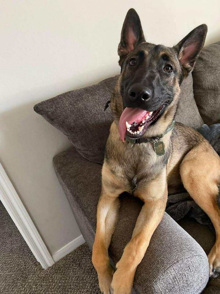 Kaiser, a Adoptable Belgian Shepherd / Malinois in wytheville, VA image 3/3