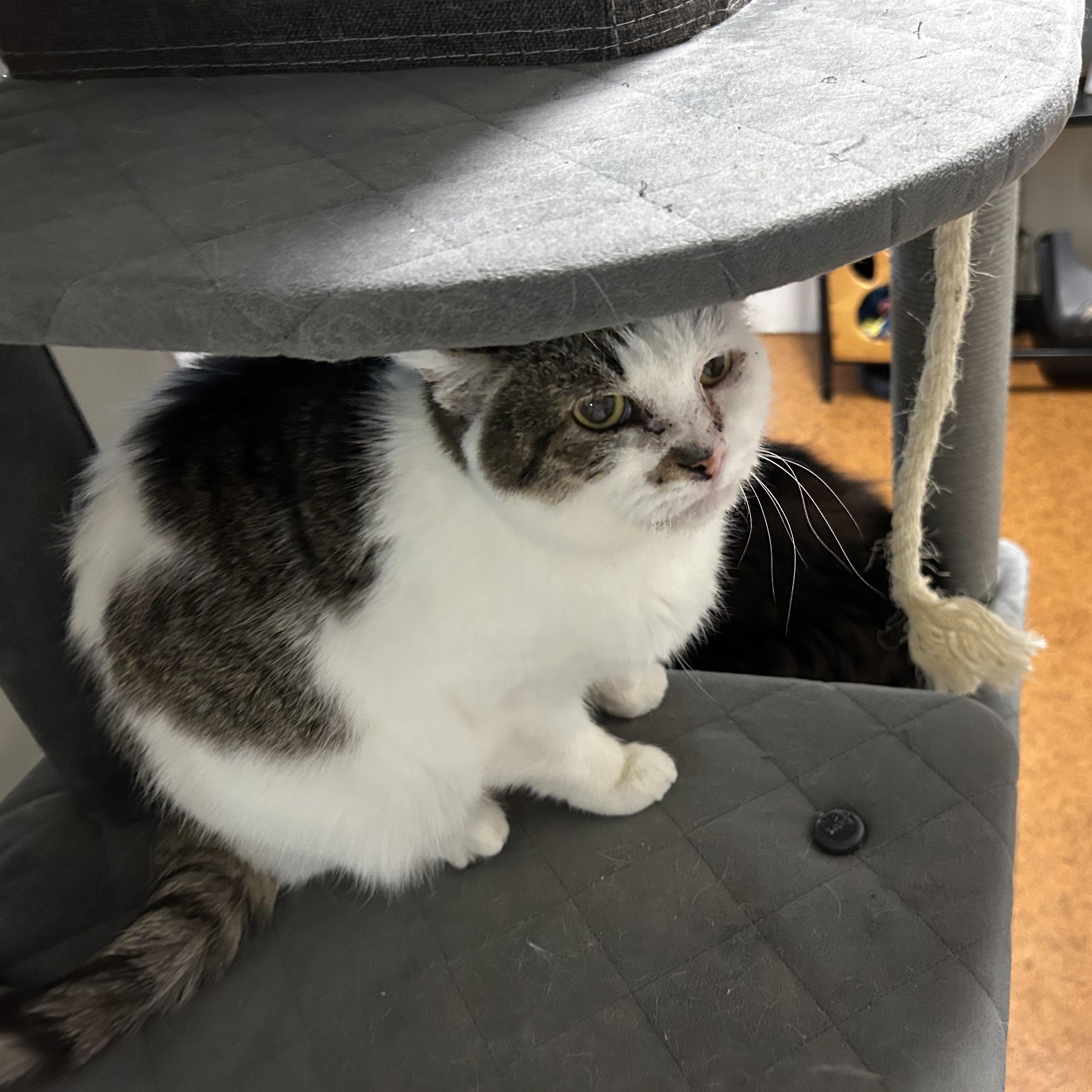 Enlarge Amie, a ADOPTABLE Domestic Short Hair in Brockport, NY image 4/5