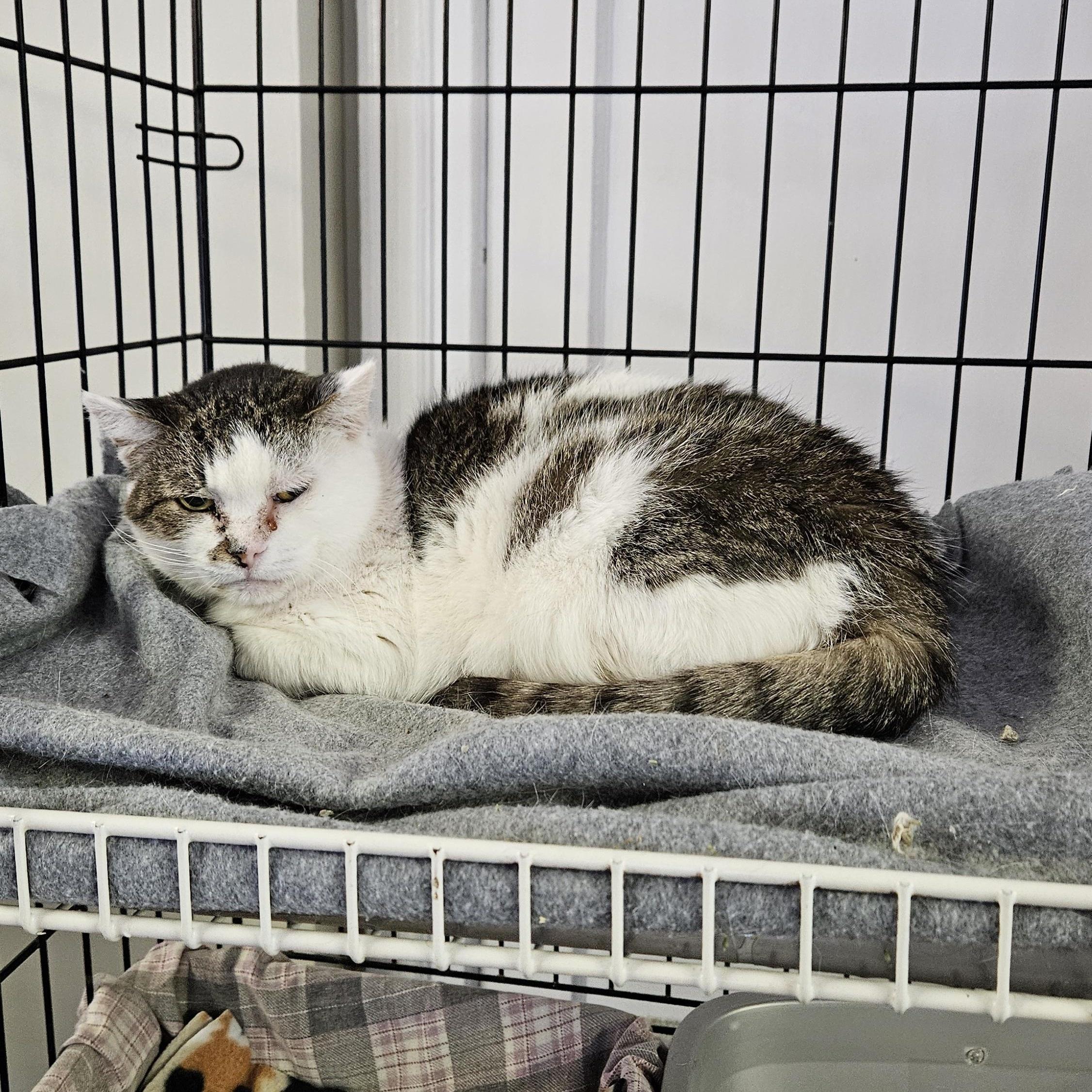 Enlarge Amie, a ADOPTABLE Domestic Short Hair in Brockport, NY image 3/5