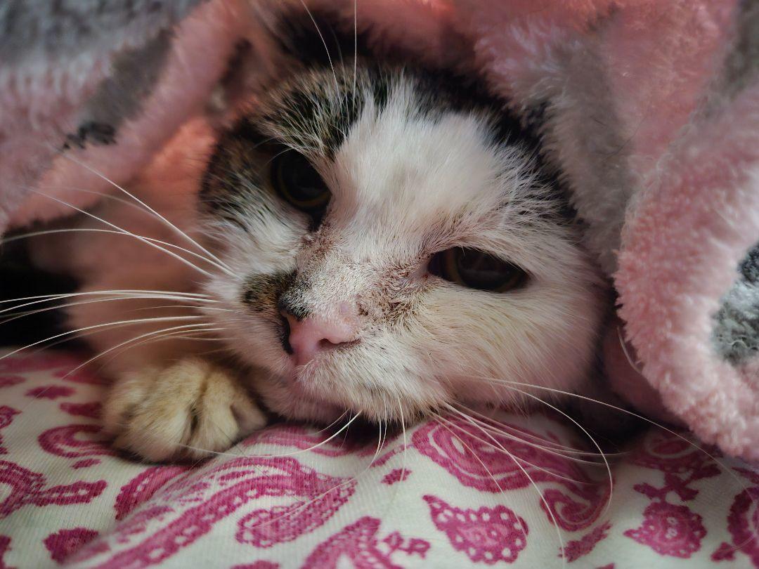 Amie, ADOPTABLE, Senior Female Domestic Short Hair.