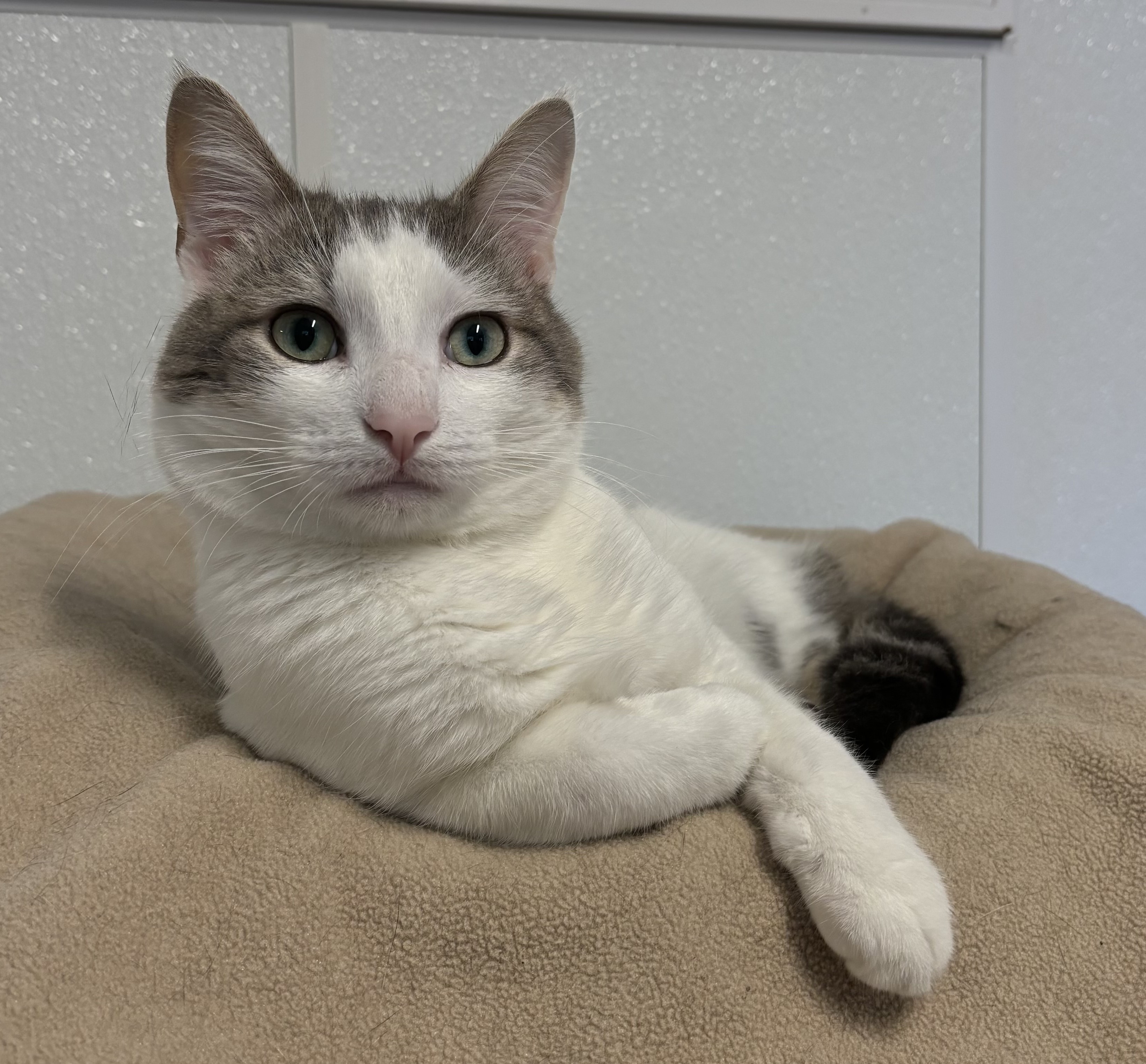 Elmer, a Adoptable mixed breed in Harrison, NY image 3/4