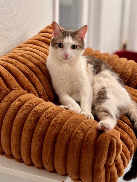 Elmer, Adoptable, Young Male Domestic Short Hair.