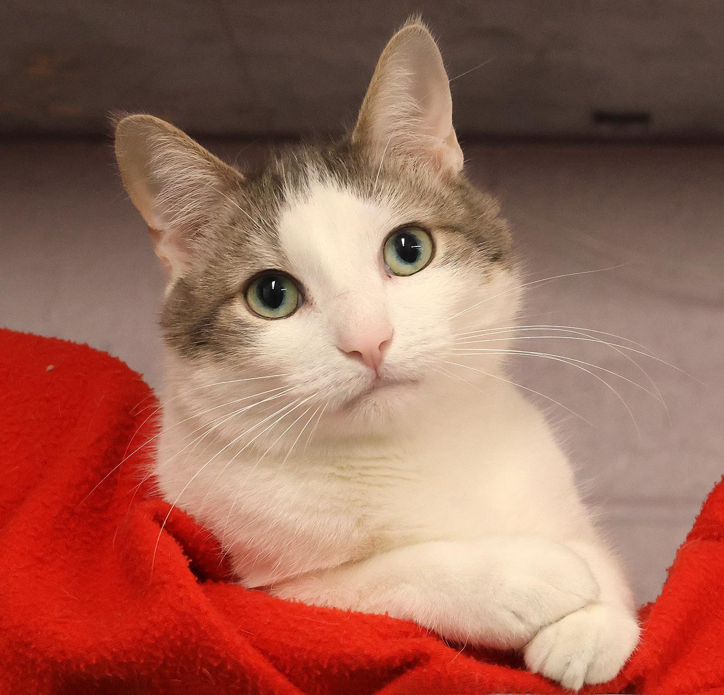 Enlarge Elmer, a Adoptable mixed breed in Harrison, NY image 1/5