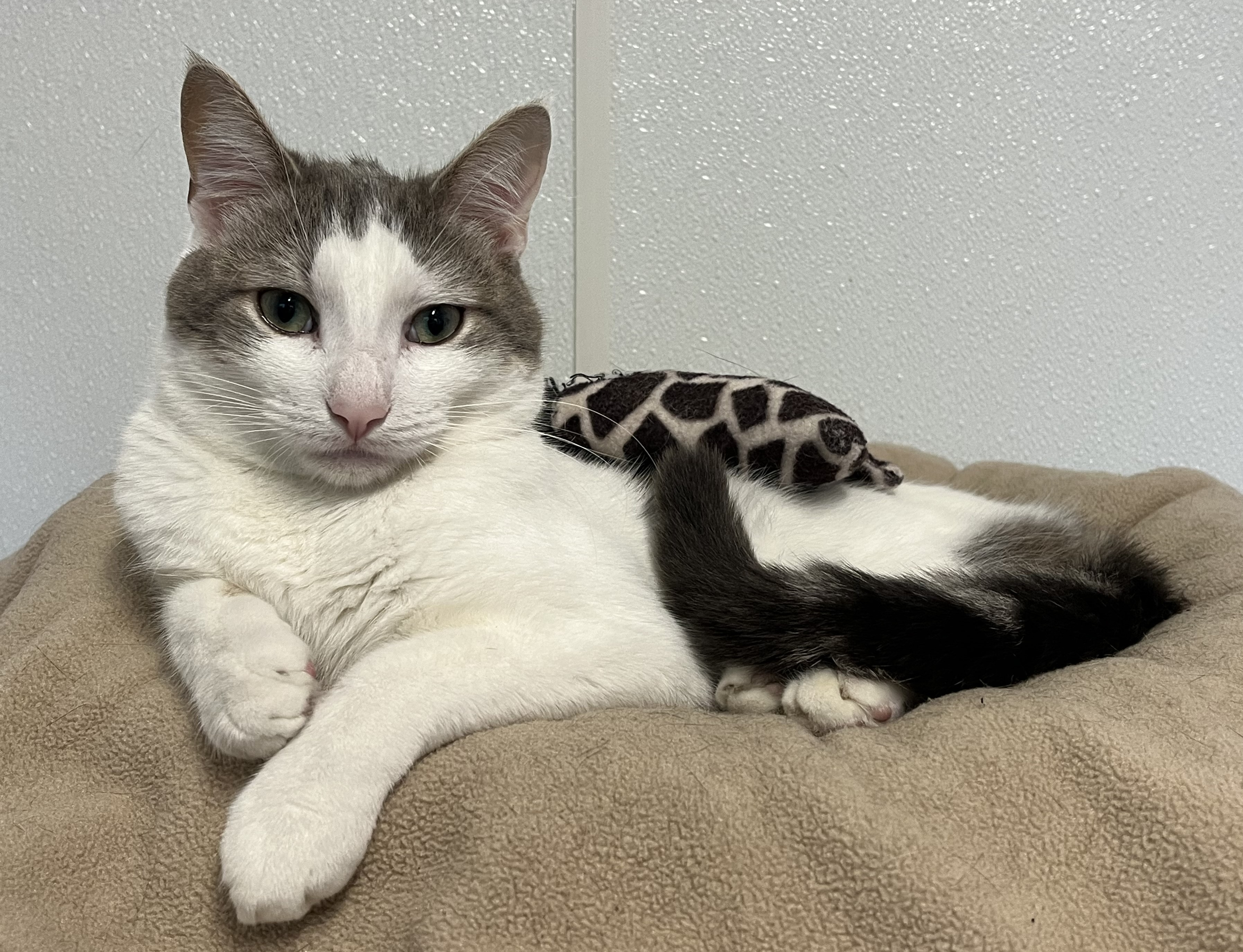 Elmer, a Adoptable mixed breed in Harrison, NY image 4/4