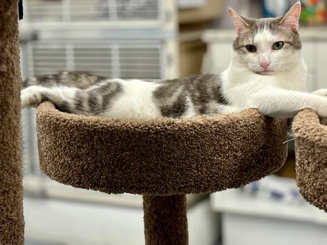 Elmer, a Adoptable mixed breed in Harrison, NY image 2/4