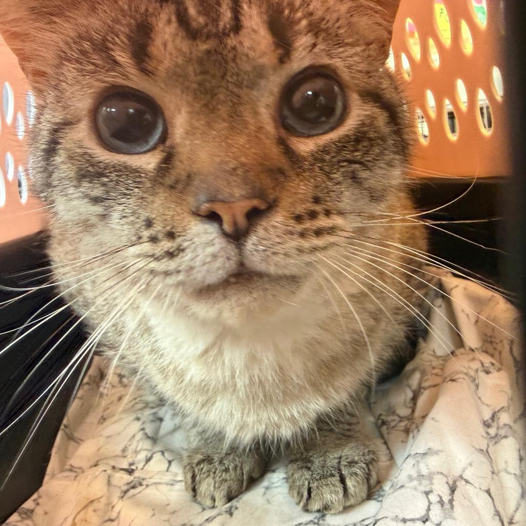 Mellow, Adoptable, Adult Male Domestic Short Hair.
