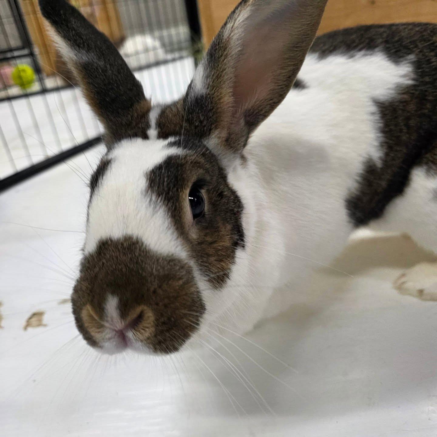 Tillie, ADOPTABLE, Adult Female English Spot.
