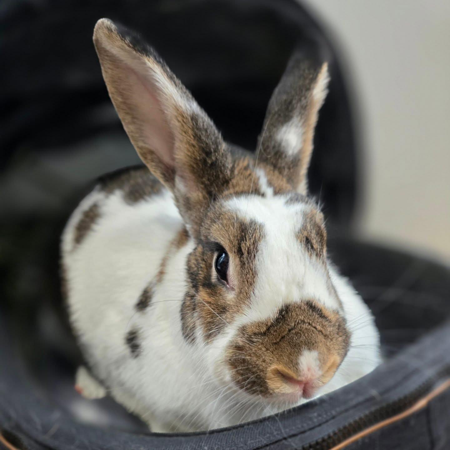 Enlarge Tillie, a ADOPTABLE mixed breed in Seymour, CT image 2/3