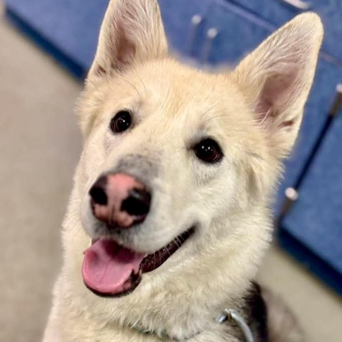 Enlarge Suki, an adopted Husky in Buffalo, NY image 2/3