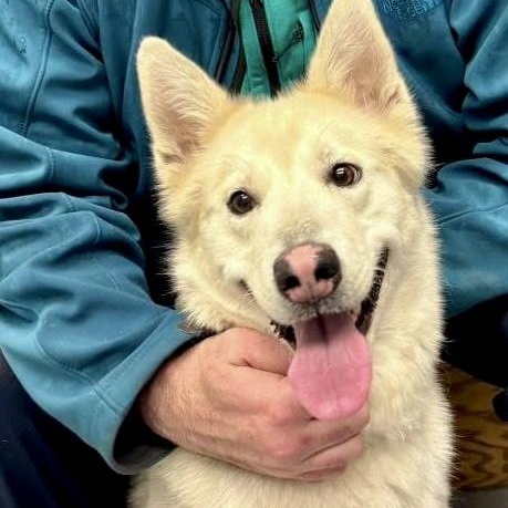 Suki, adopted, Young Female Husky.