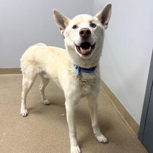 ARLO, Adoptable, Adult Male Husky & Mixed Breed.