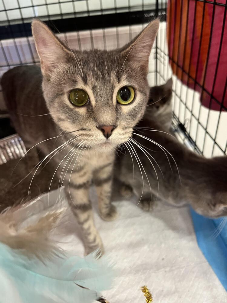 Enlarge Princess Leia, a Adoptable Domestic Short Hair in Lancaster, CA image 1/2