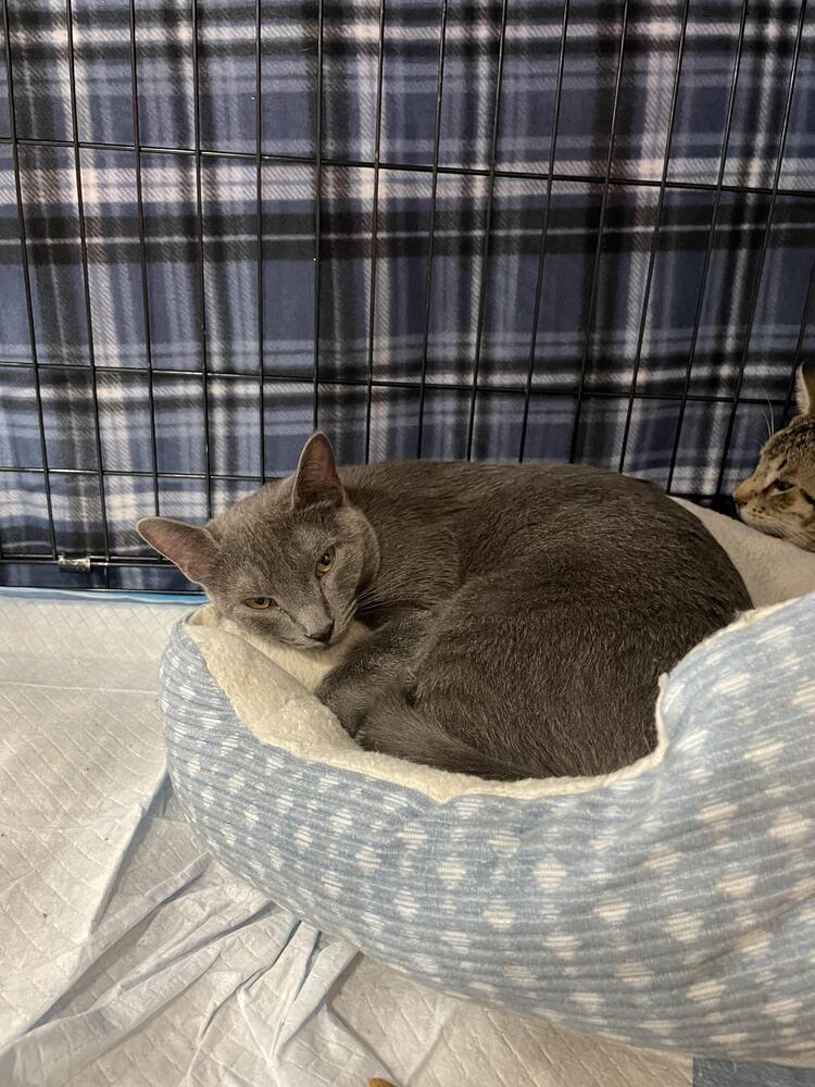 Princess Leia, a Adoptable Domestic Short Hair in Lancaster, CA image 2/3