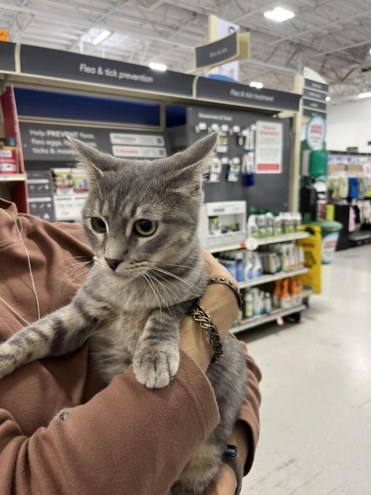 Enlarge Princess Leia, a Adoptable Domestic Short Hair in Lancaster, CA image 2/2