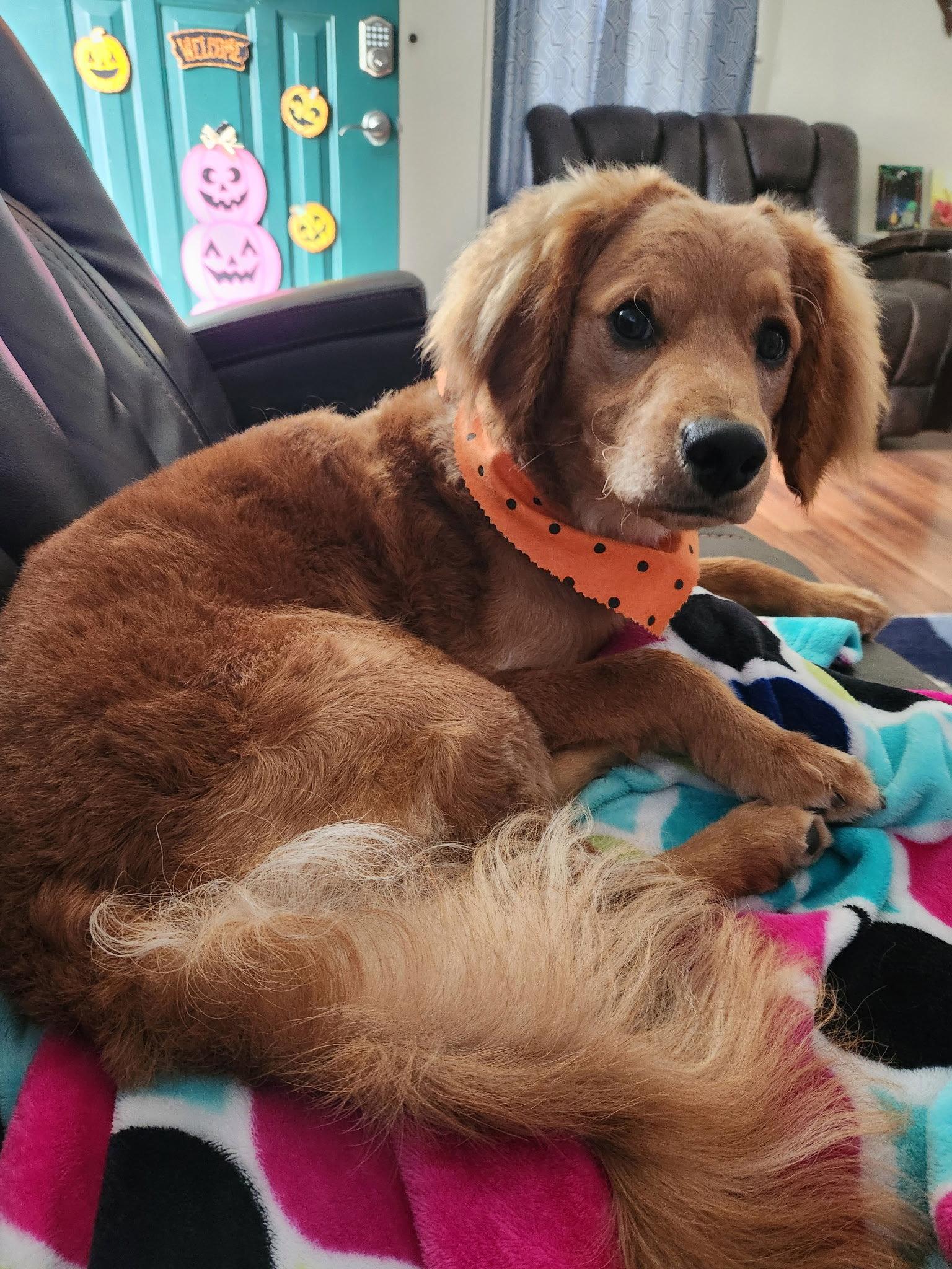 Buddy, Adopted, Adult Male Cavalier King Charles Spaniel & Poodle.