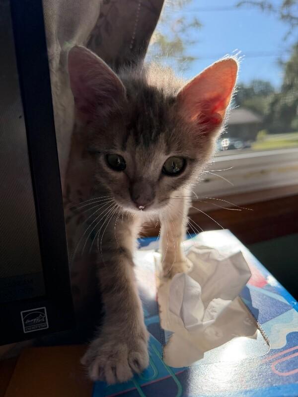 Judy Hopps, Adoptable, Young Female Domestic Medium Hair.