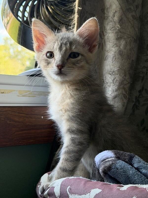 Enlarge Judy Hopps, a Adoptable Domestic Medium Hair in Grand Rapids, MI image 2/6