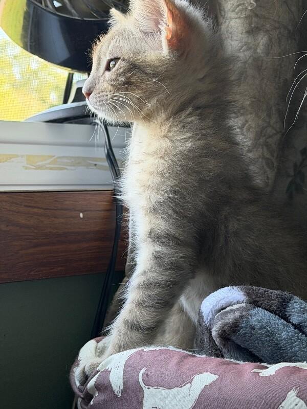 Enlarge Judy Hopps, a Adoptable Domestic Medium Hair in Grand Rapids, MI image 5/6