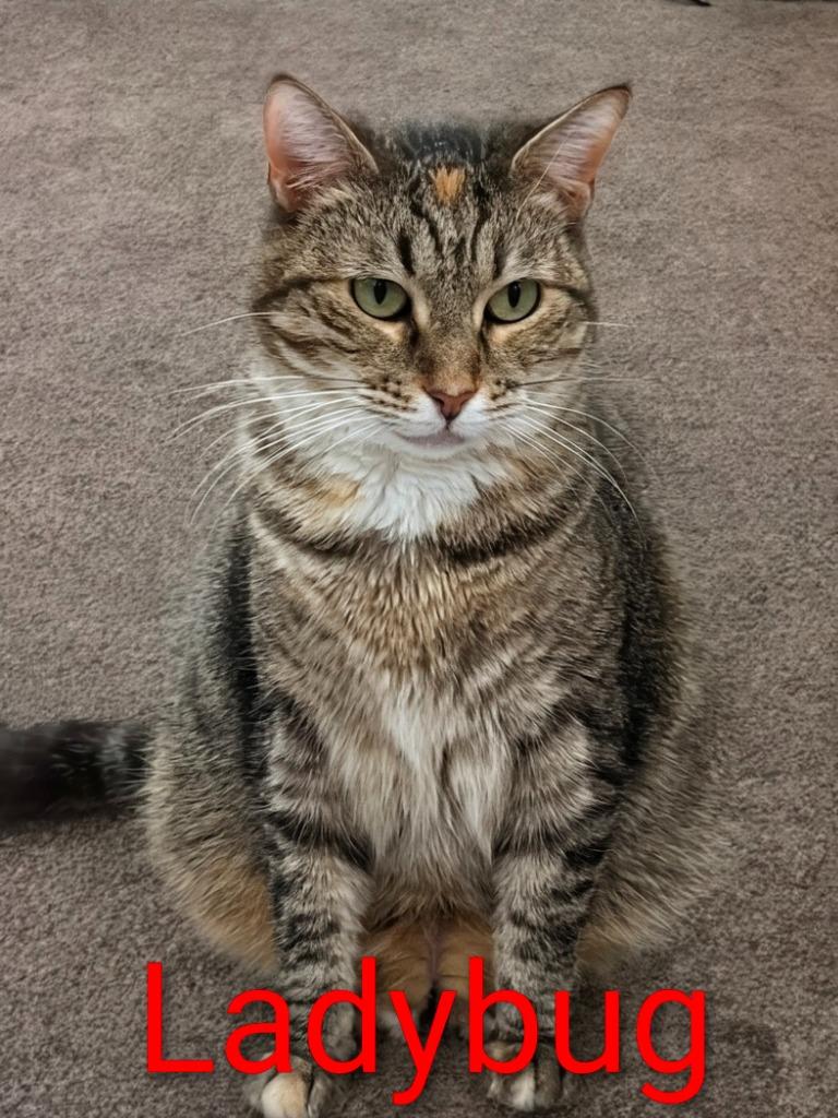 Ladybug, a Adoptable mixed breed in Leonardtown, MD image 1/4