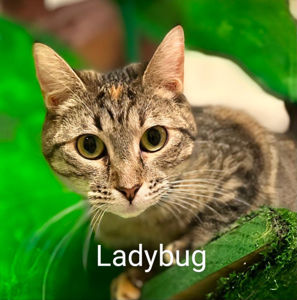 Enlarge Ladybug, a Adoptable mixed breed in Leonardtown, MD image 2/4