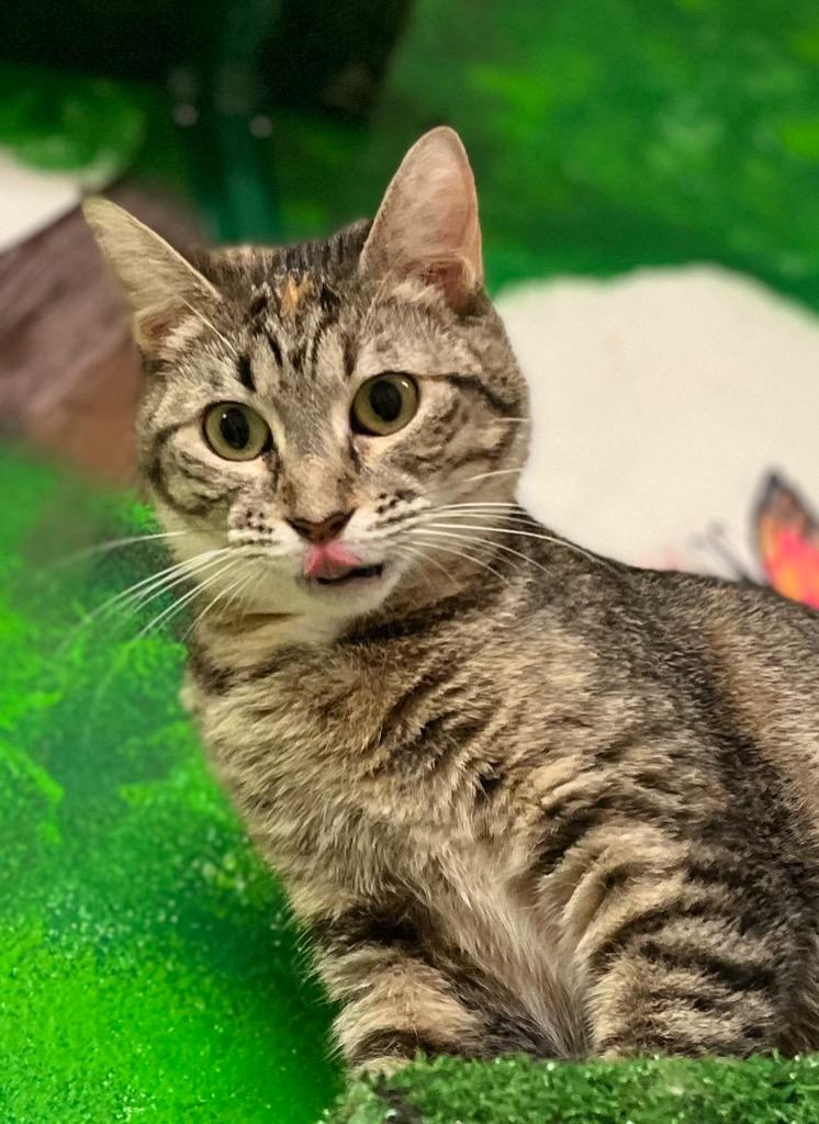 Enlarge Ladybug, a Adoptable mixed breed in Leonardtown, MD image 3/4