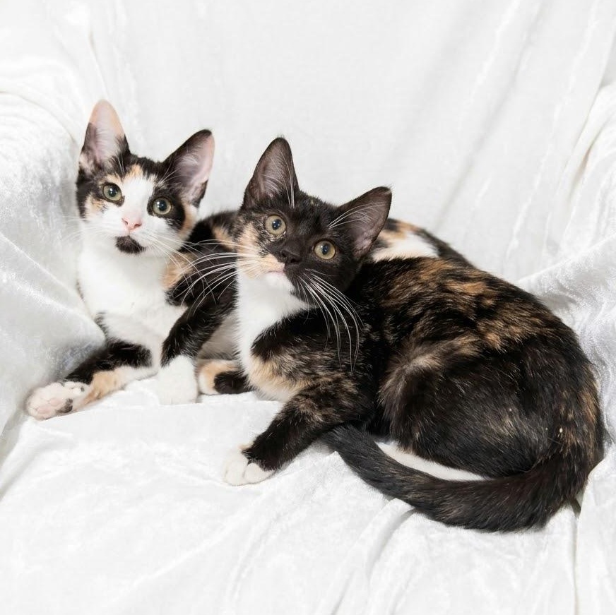 Willow and Ivy photo