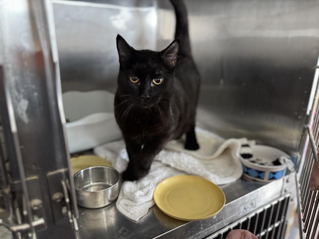 Enlarge Boo Boo (May29-k2), a Adoptable mixed breed in Pahrump, NV image 1/1