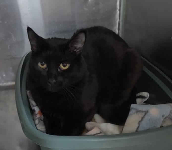 Enlarge Boo Boo (May29-k2), a Adoptable mixed breed in Pahrump, NV image 1/1