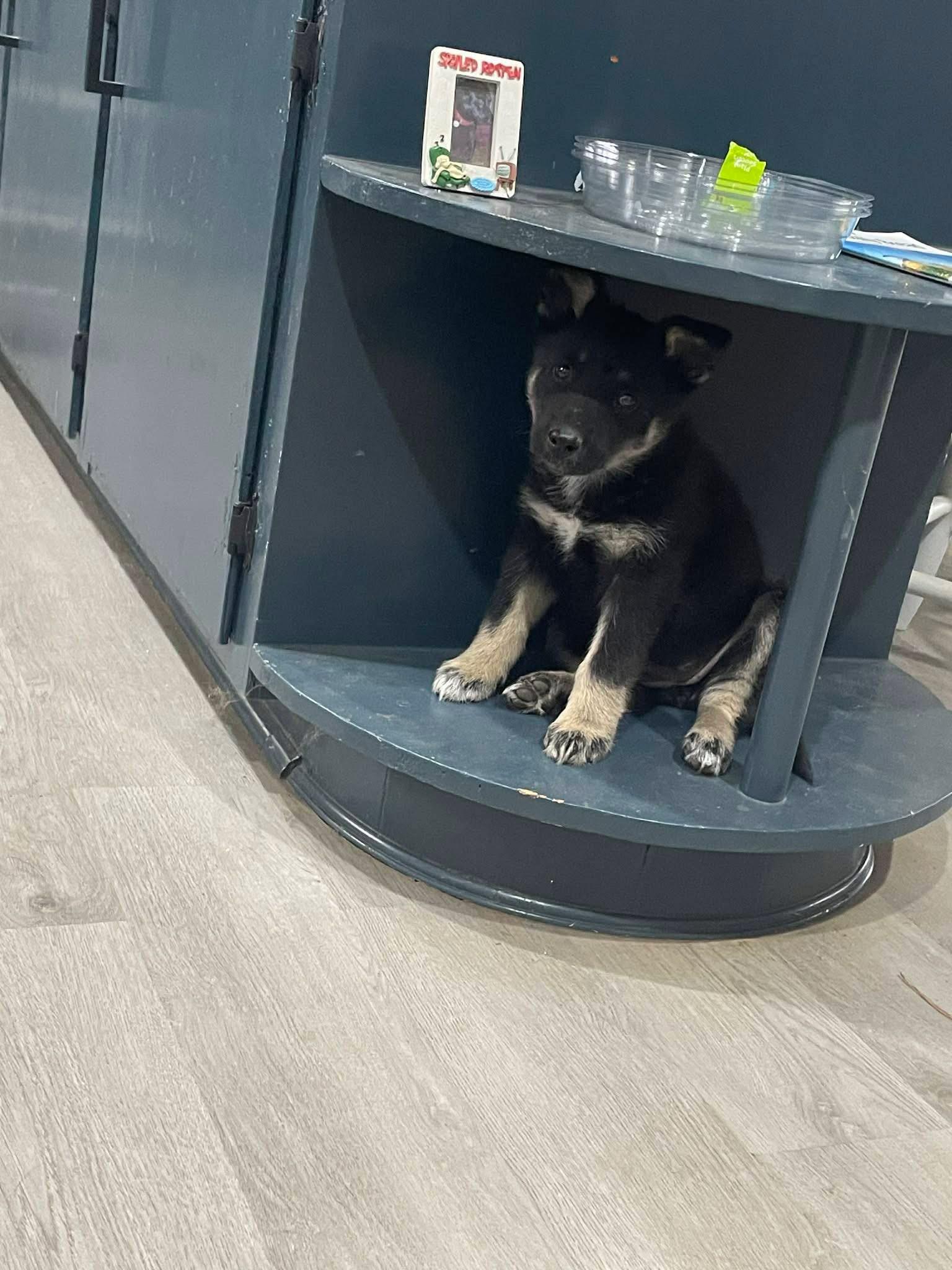 Enlarge Lola the Shepherd Puppy! , a ADOPTABLE mixed breed in Muskego, WI image 2/2