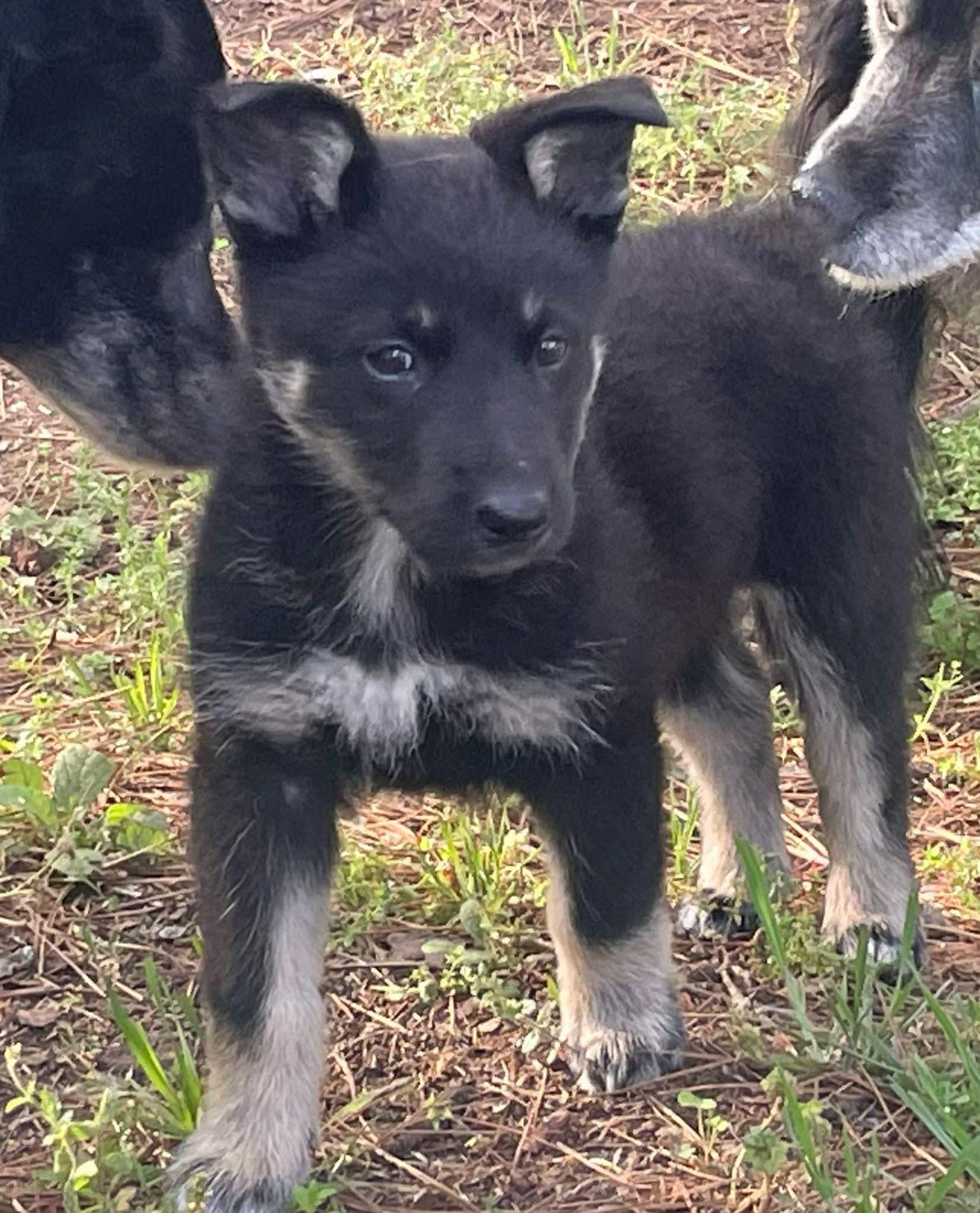 Lola the Shepherd Puppy! , ADOPTABLE, Puppy Female German Shepherd Dog.