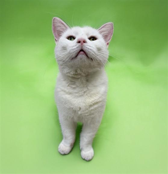 SPARTACUS, Adoptable, Adult Male Domestic Short Hair.