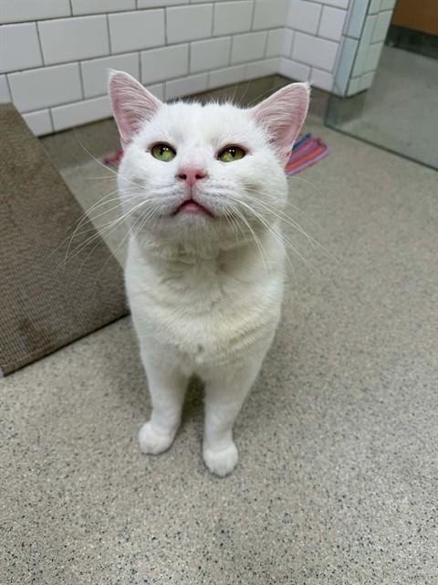 SPARTACUS, Adoptable, Adult Male Domestic Short Hair.